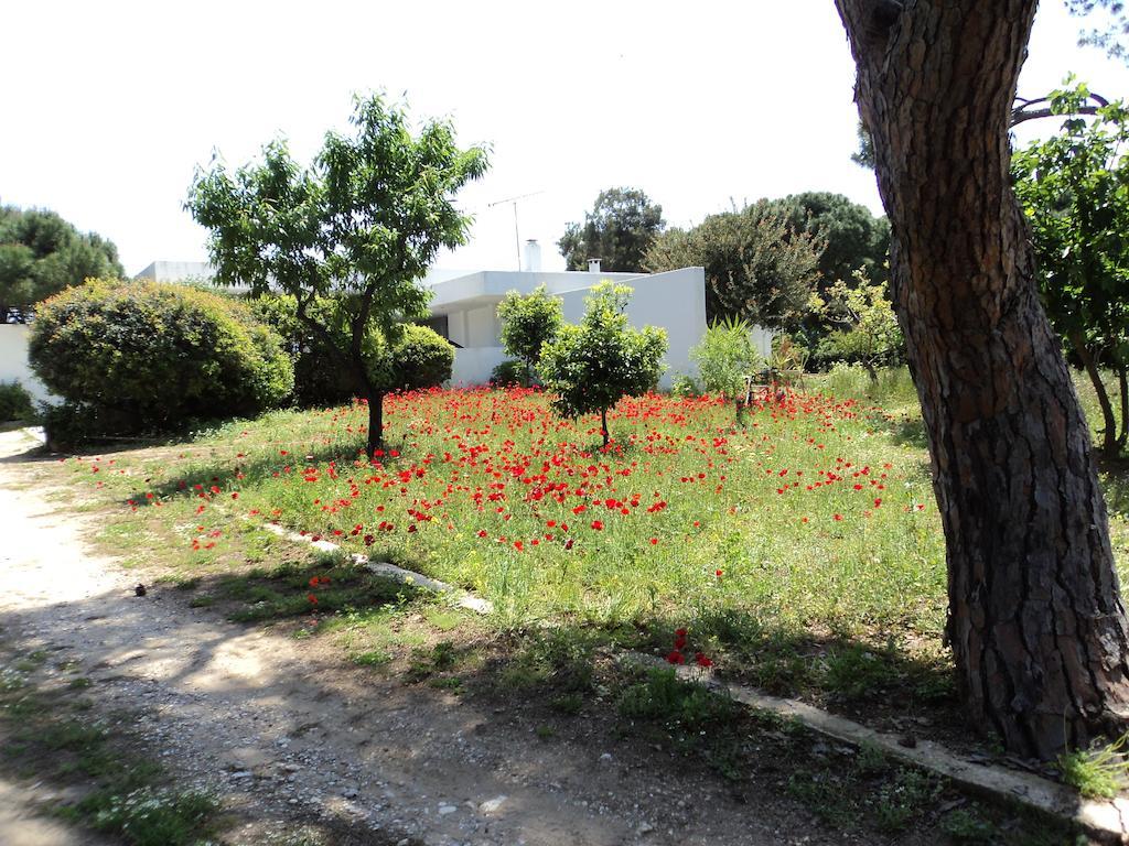 Beachfront Villa Hoopoe Schinias, Marathon Rom bilde
